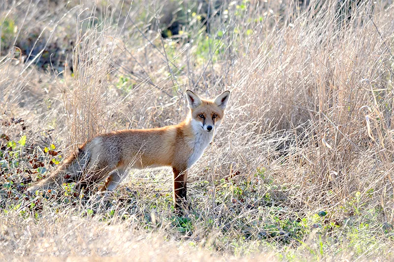 Foxes on the prowl: Hawkesbury's native wildlife under threat